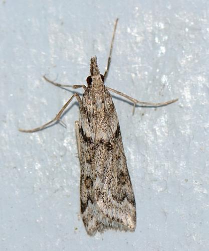 Réf. 271 265 : Eudonia angustea